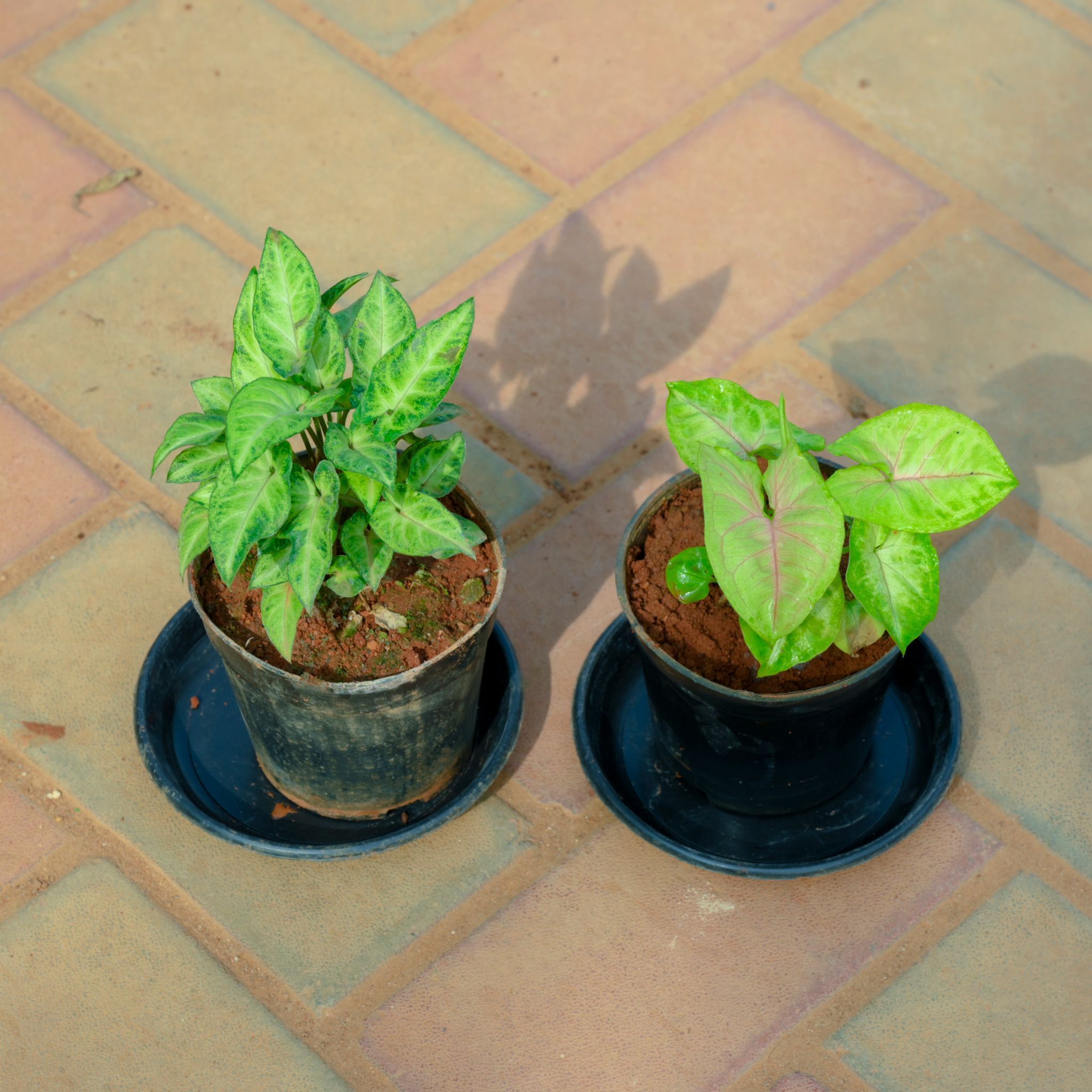 Set Of 2 - Syngonium (Green & White) in 4 Inch Nursery Pot With Tray