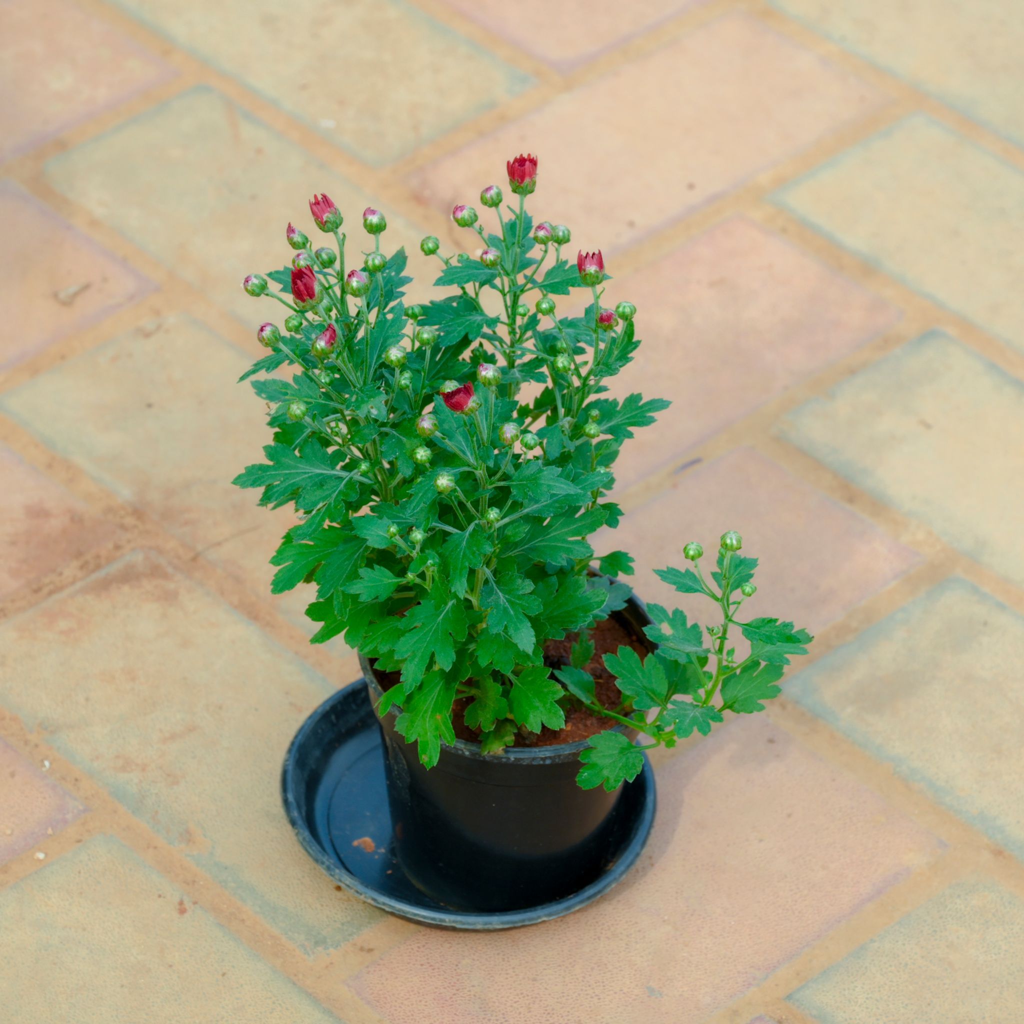 Chrysanthemum / Guldawari / Guldaudi Red in 4 Inch Nursery Pot With Tray