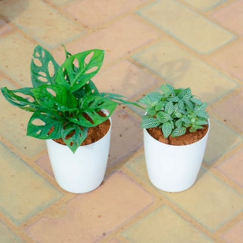 Set Of 2 - Monstera Broken Heart & Fittonia in 5 Inch White Premium Sphere Plastic Pot