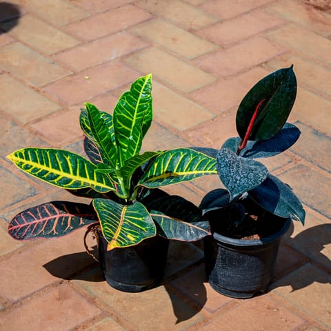 Set of 2 - Croton Petra & Rubber Black in 6 Inch Nursery Pot