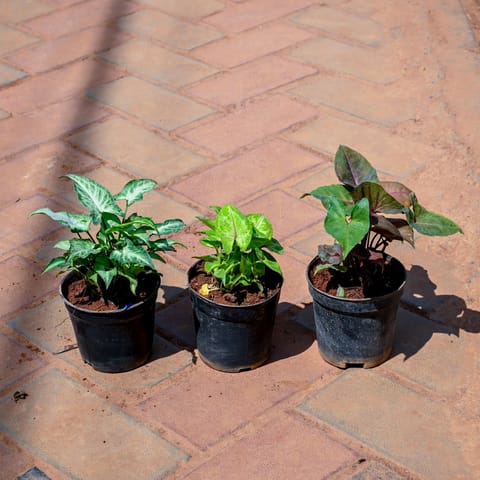 Set of 3 - Syngonium Yellow, Syngonium Black & Syngonium Green in 4 Inch Nursery bag