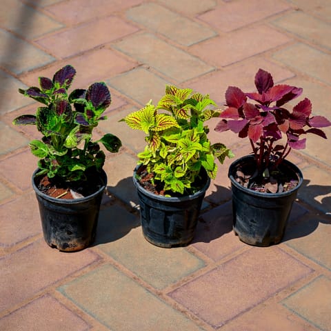 Set of 3 - Coleus (Any Colour) in 4 Inch Nursery Pot