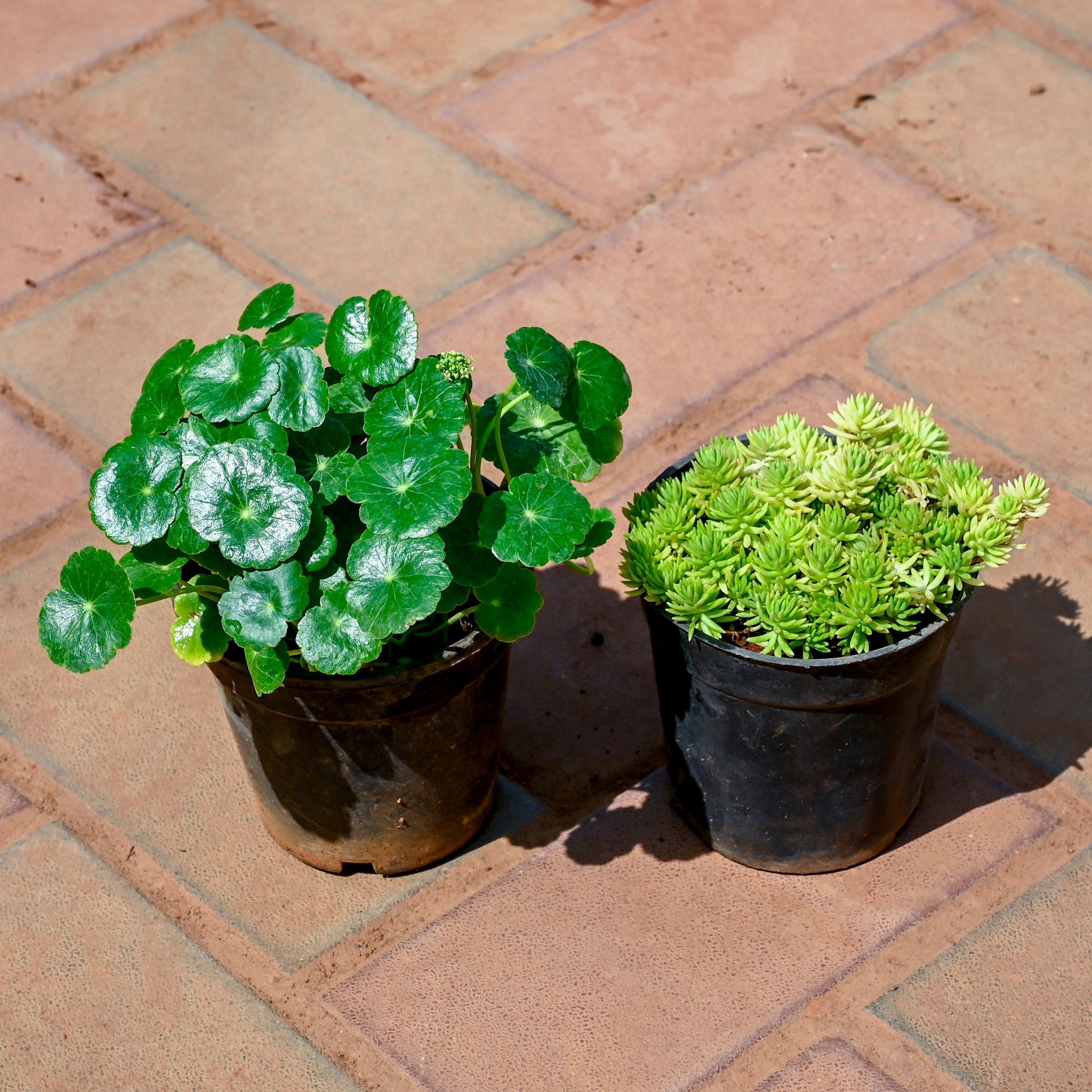 Set of 2 - Brahmi Dollar / Pennywort / Coin Plant & Sedum Yellow Succulent in 4 Inch Nursery Pot