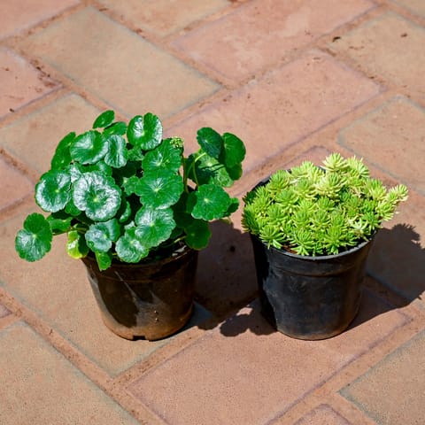 Set of 2 - Brahmi Dollar / Pennywort / Coin Plant & Sedum Yellow Succulent in 4 Inch Nursery Pot