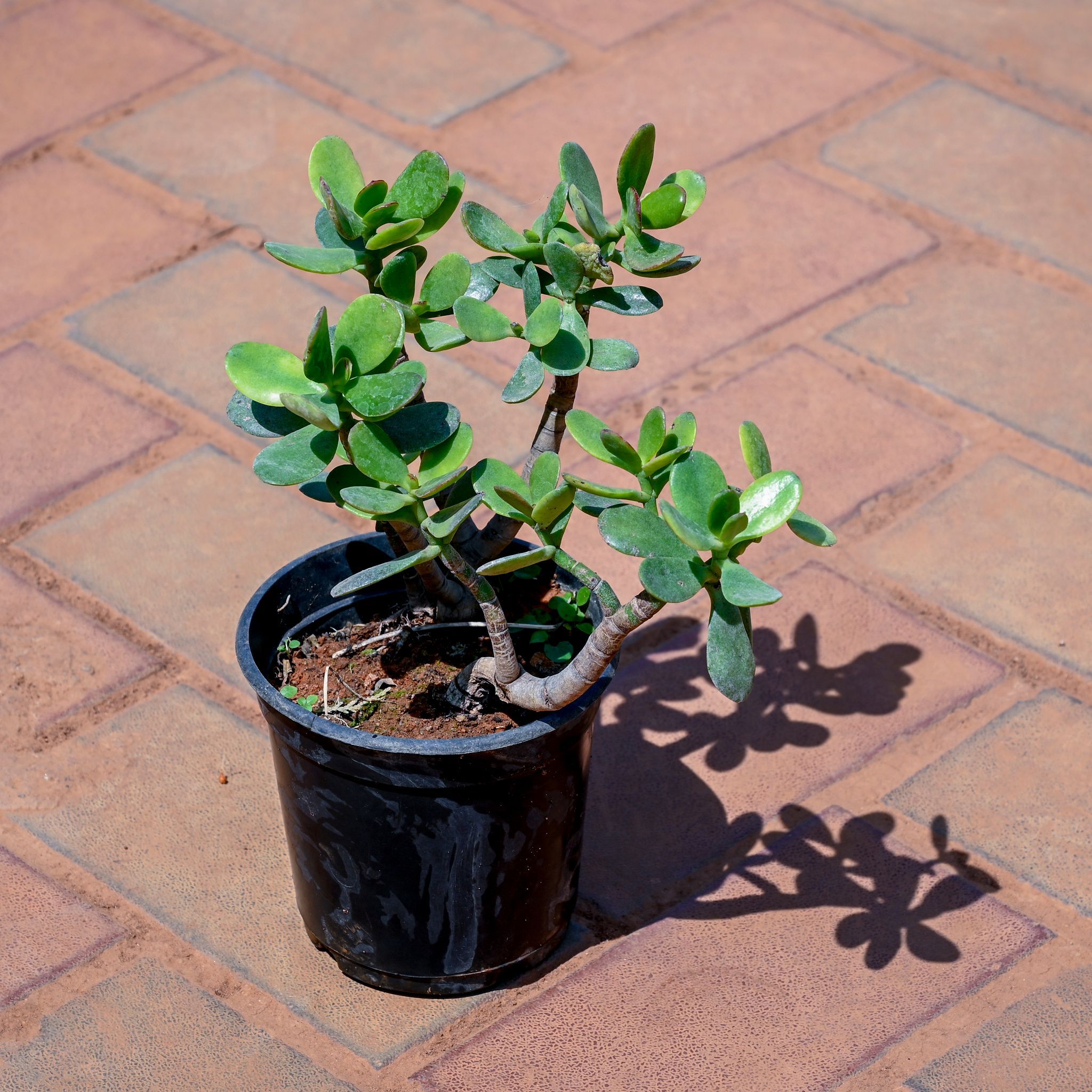 Jade in 4 Inch Nursery Pot