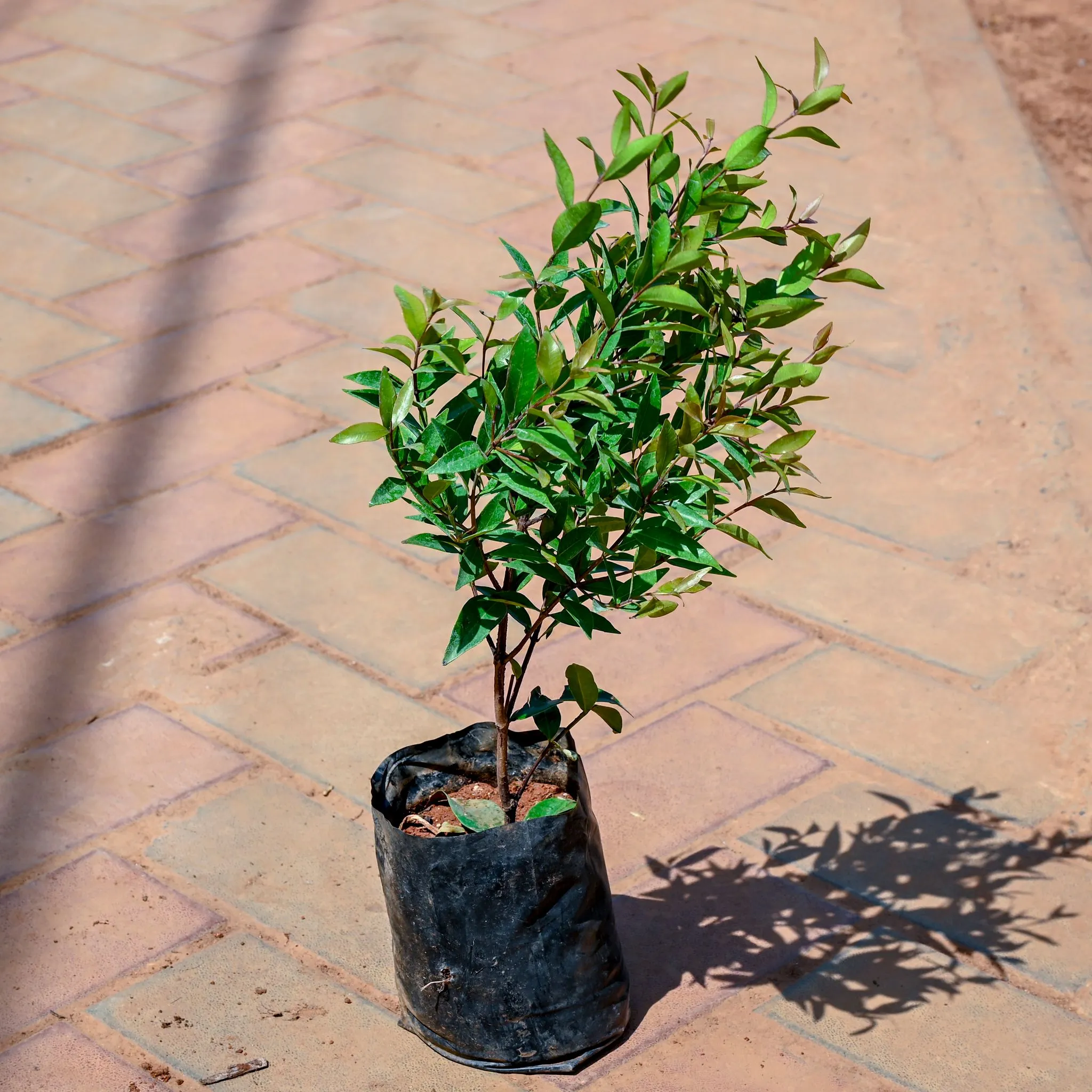 Syzigium in 4 Inch Nursery bag