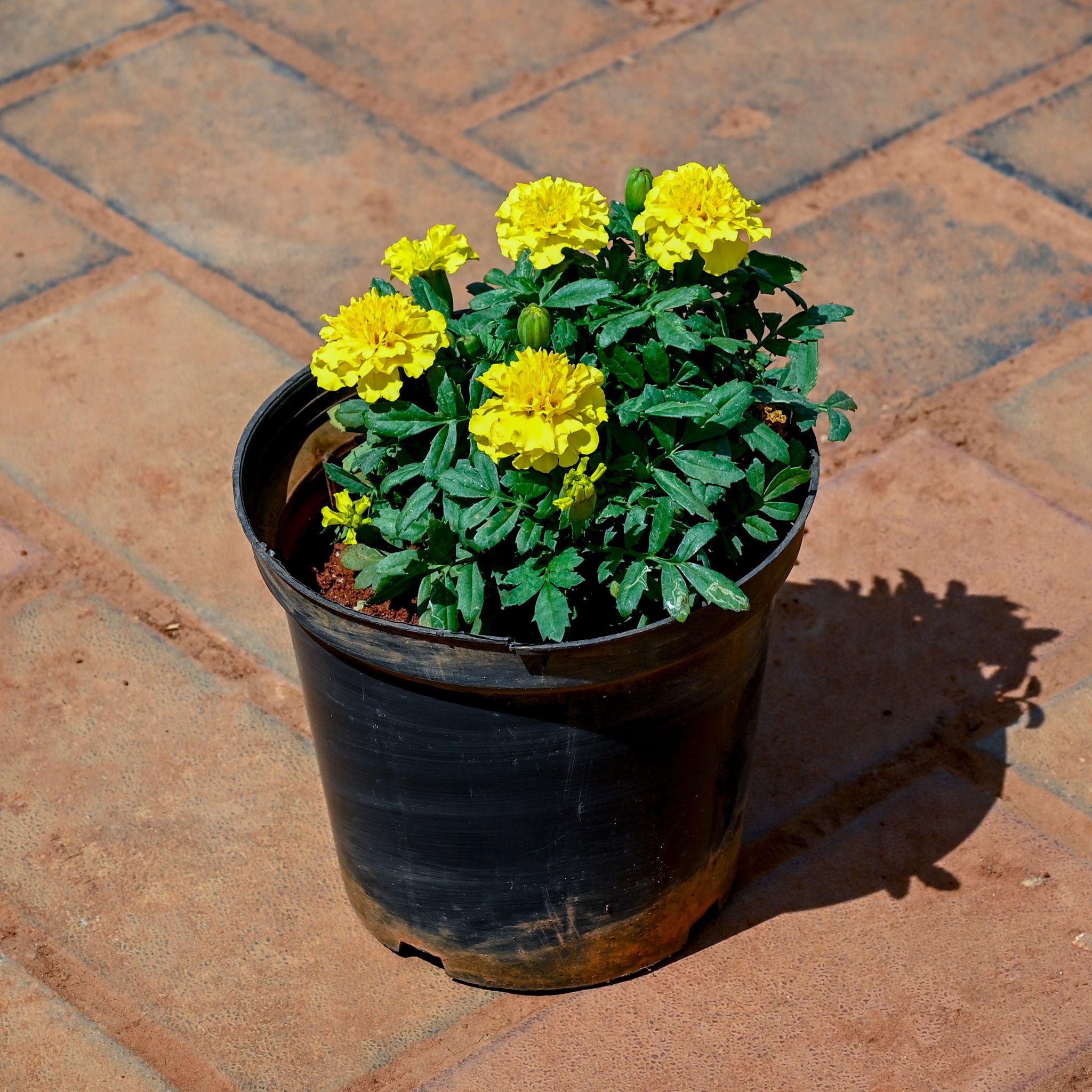 Marigold / Genda Yellow in 4 Inch Nursery Pot