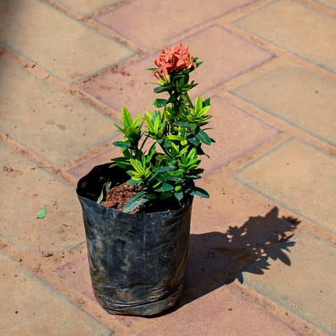 Ixora (Any Colour) in 4 Inch Nursery bag