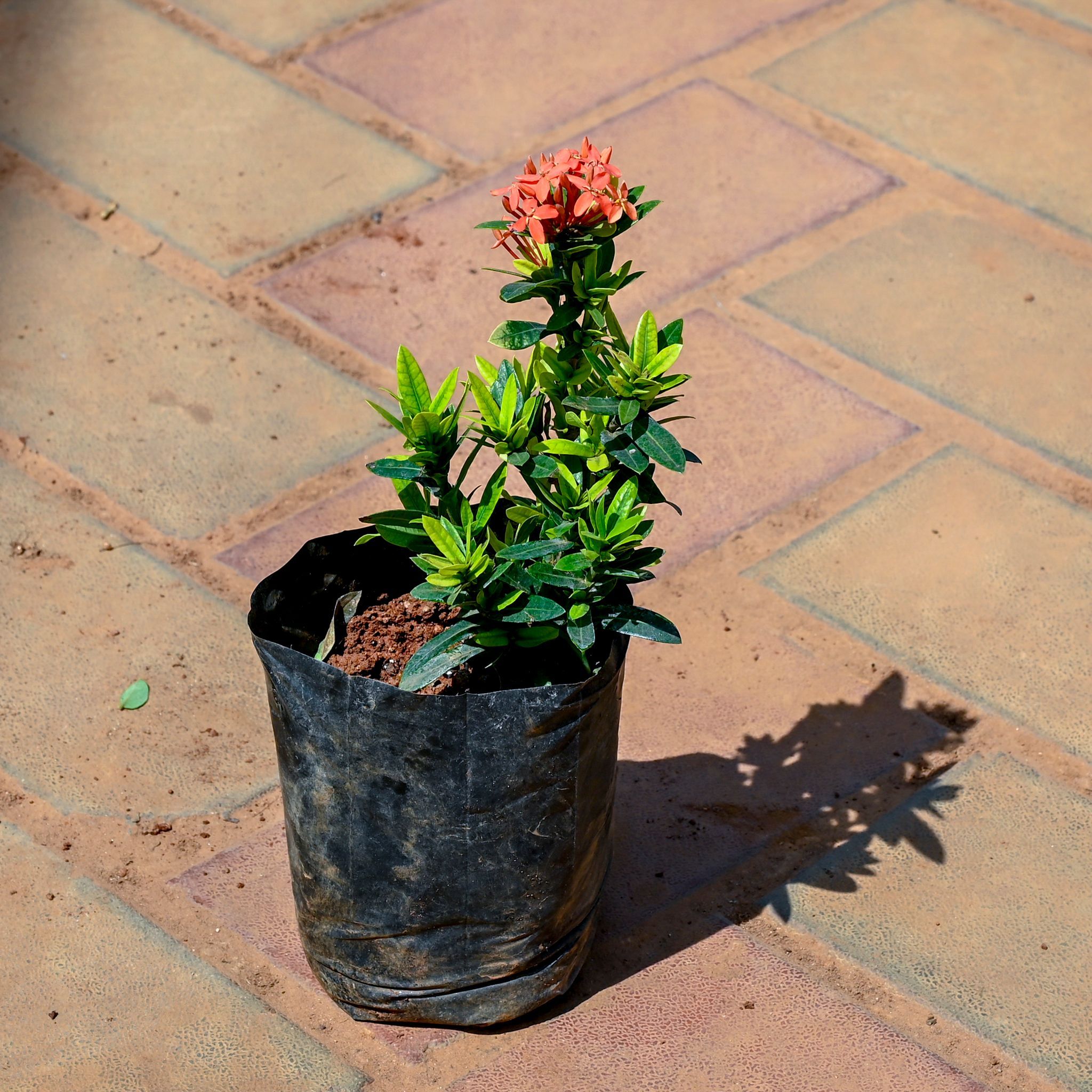 Ixora (Any Colour) in 4 Inch Nursery bag