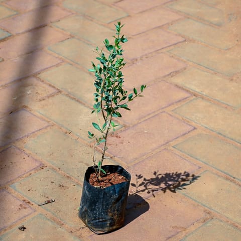 Mehndi / Henna Plant in 4 Inch Nursery bag