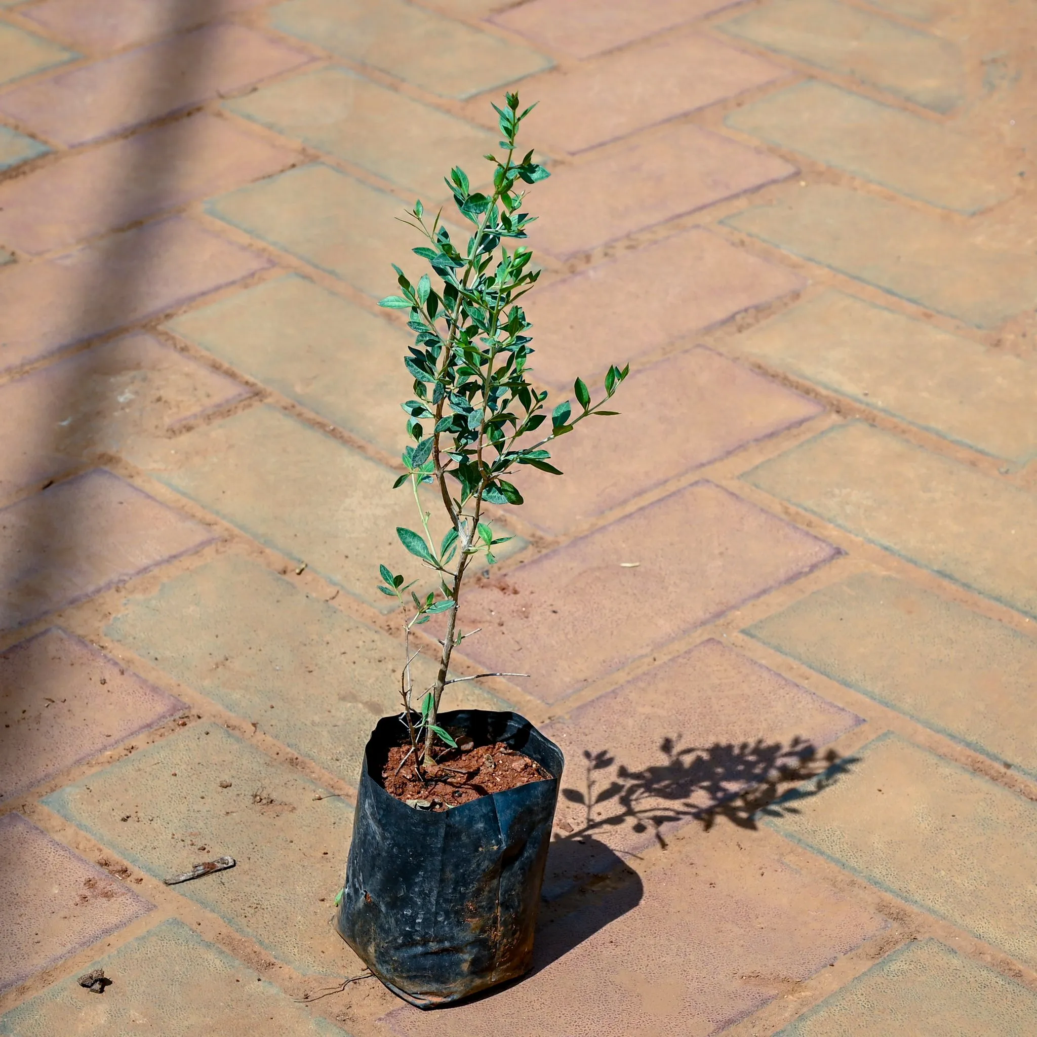 Mehndi / Henna Plant in 4 Inch Nursery bag