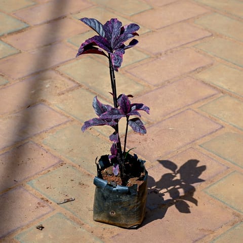 Eranthemum in 4 Inch Nursery bag