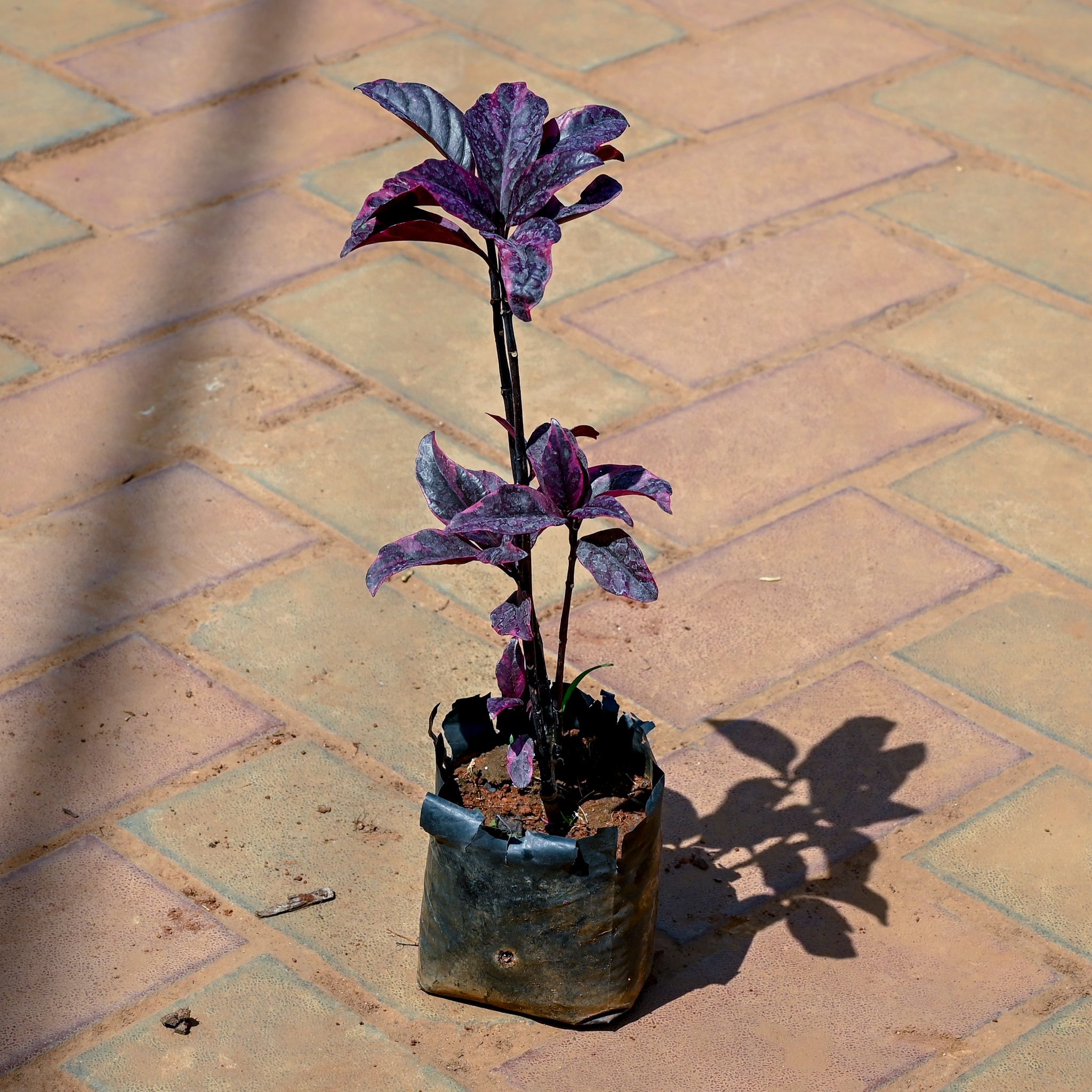 Eranthemum in 4 Inch Nursery bag