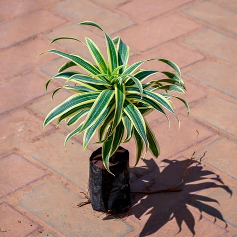 Song of India in 4 Inch Nursery bag