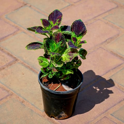 Coleus (Any Colour) in 4 Inch Nursery Pot