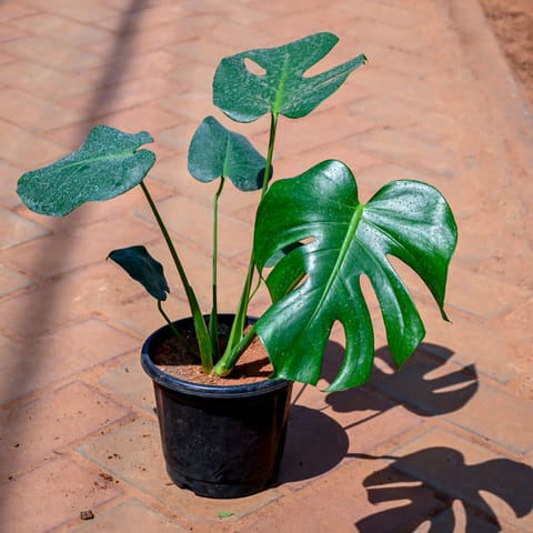 Monstera Deliciosa in 7 Inch Nursery Pot
