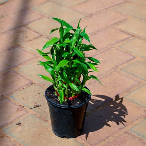Lucky Bamboo in 4 Inch Nursery Pot