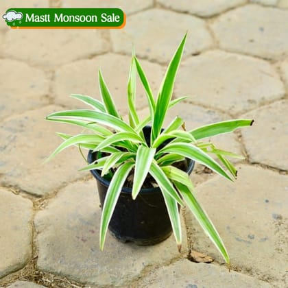 Spider in 6 Inch Nursery Pot