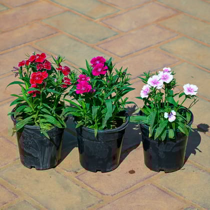 Buy Set Of 3 - Dianthus (Any Colour) in 4 Inch Nursery Pot Online | Urvann.com