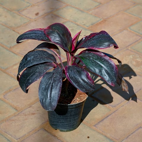 Dracaena in 5 Inch Nursery Pot