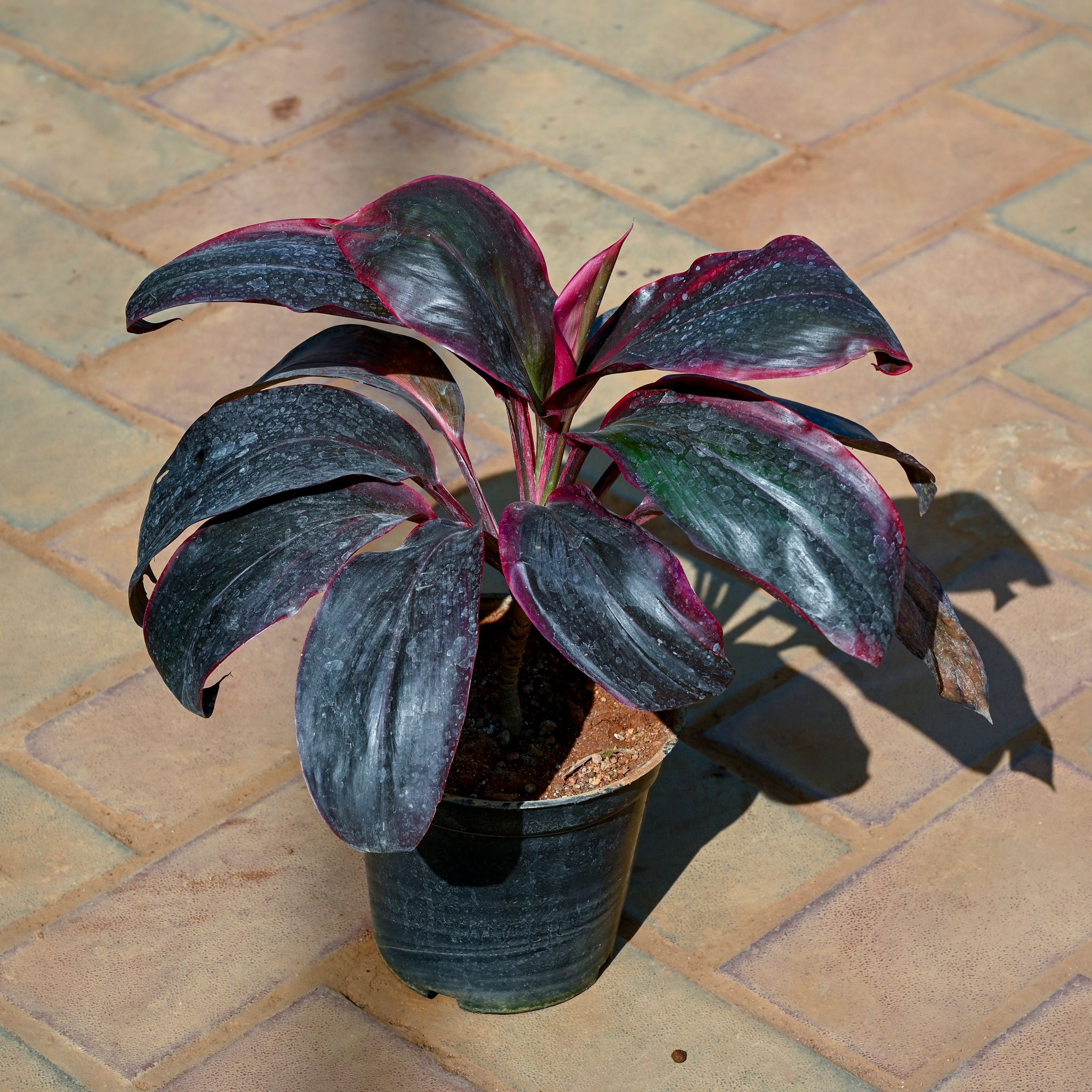 Dracaena in 5 Inch Nursery Pot