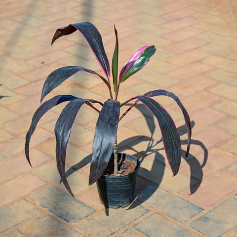Dracaena Kedarnath in 5 Inch Nursery Pot