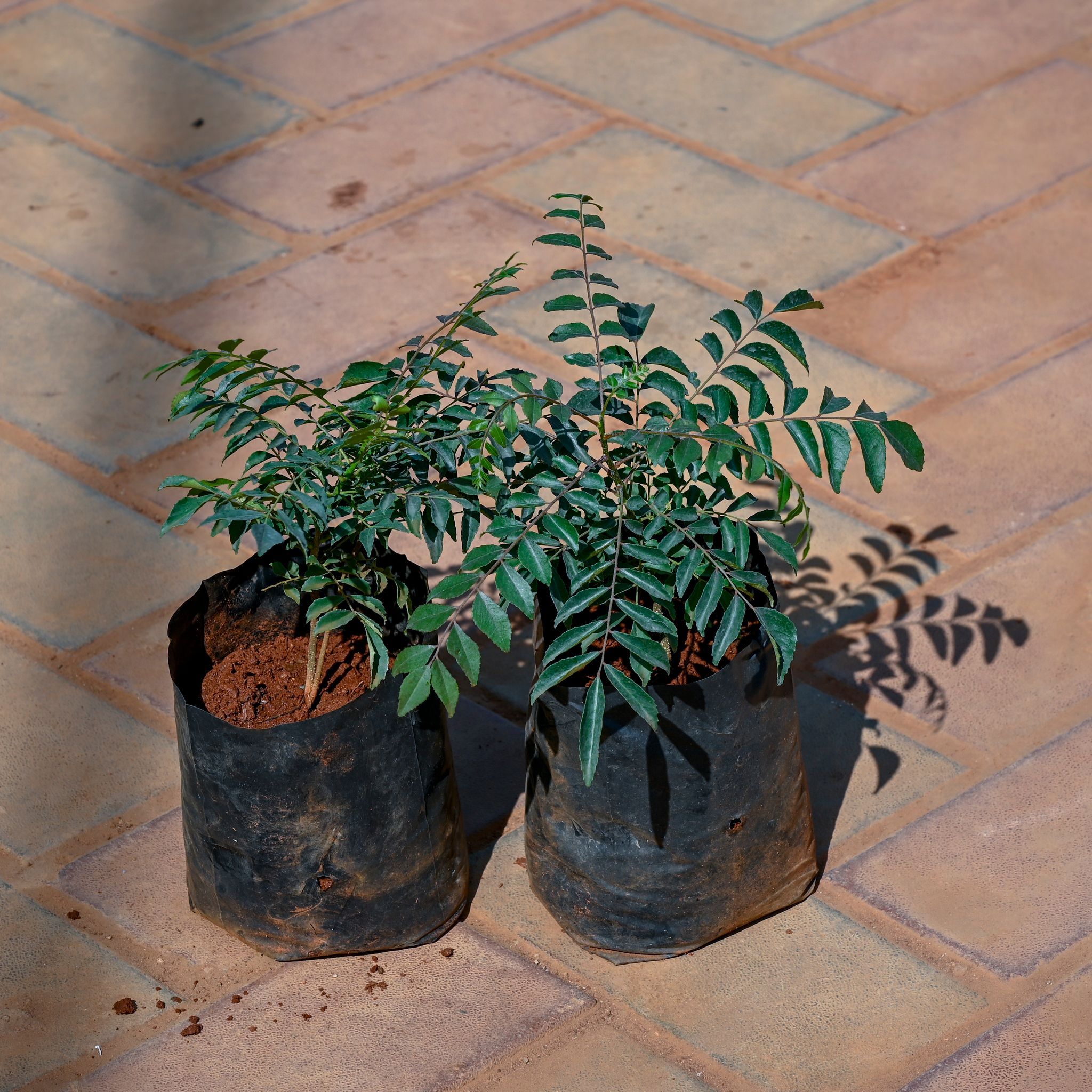 Curry Patta in 4 Inch Nursery Bag