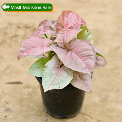 Syngonium Pink in 5 Inch Nursery Pot