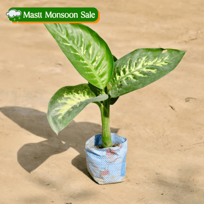 Dieffenbachia in 5 Inch Nursery Bag