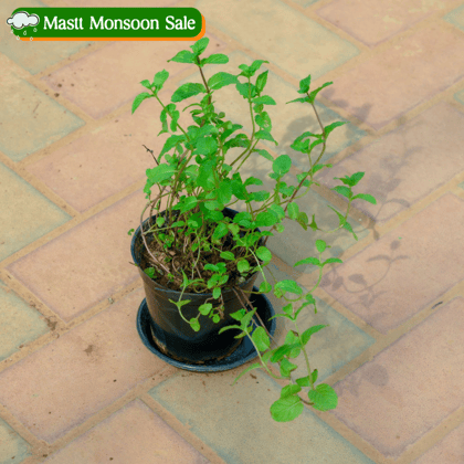 Mint / Pudina in 5 Inch Nursery Pot With Tray