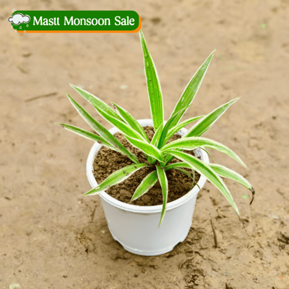 Spider Plant in 4 Inch Nursery Pot