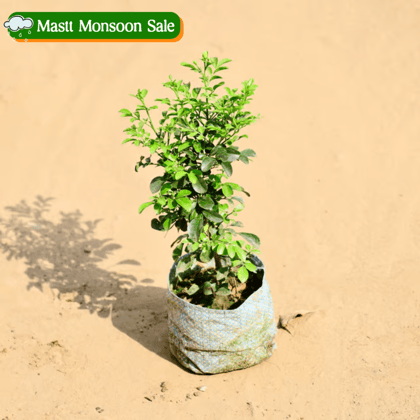 Madhukamini White Flower in 4 Inch Nursery bag