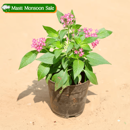 Pentas (any colour) in 6 Inch Nursery Pot