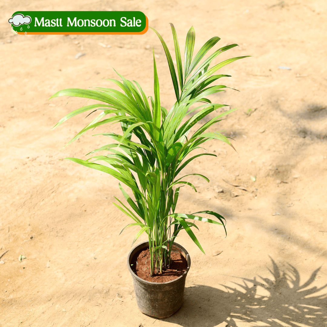 Areca Palm (~2 ft) in 6 Inch Nursery Pot