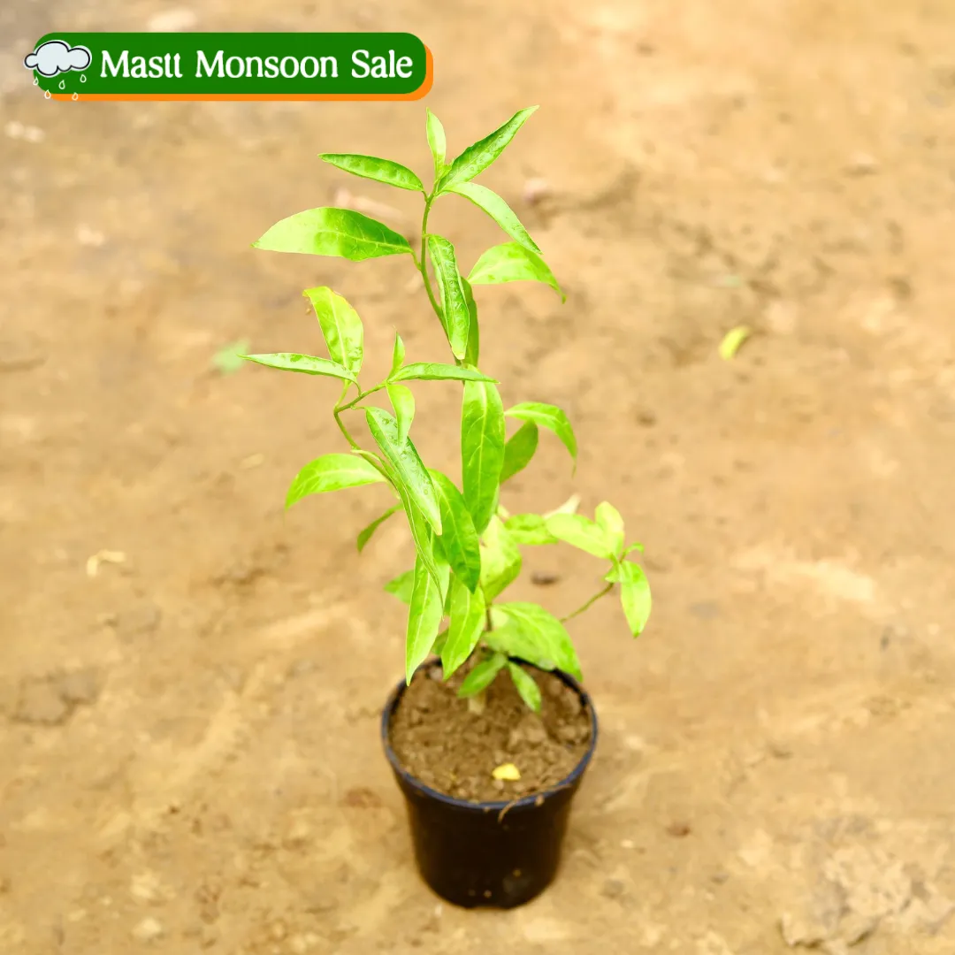 Raat Ki Rani / Night Blooming Jasmine in 5 Inch Nursery Pot