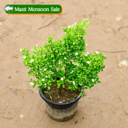 Madhu Kamini / Murraya in 8 Inch Nursery Pot