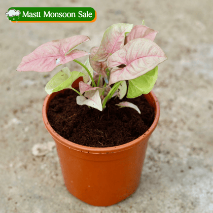 Syngonium Pink in 3 Inch Red Nursery Pot