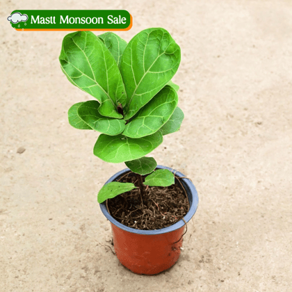 Fiddle Leaf Fig / Ficus Lyrata in 4 Inch Nursery Pot