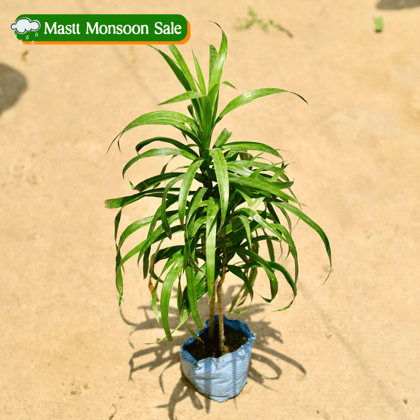 Dracaena Green in 4 Inch Nursery Bag