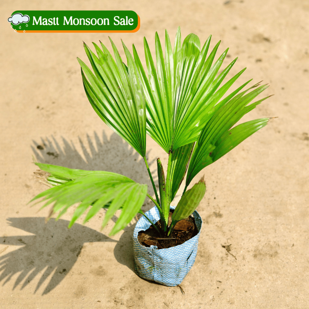 China / Fan Palm in 4 Inch Nursery Bag