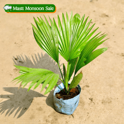 China / Fan Palm in 4 Inch Nursery Bag