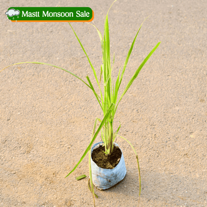Lemon Grass in 8 Inch Nursery Bag