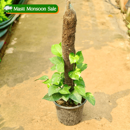 Money Plant Green with (~ 3 Ft) Moss Stick in 10 Inch Nursery Pot
