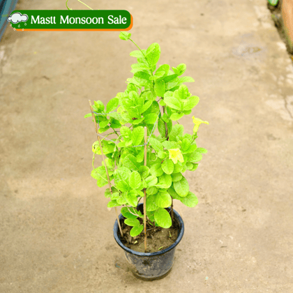 Allamanda (any colour) in 8 Inch Nursery Pot