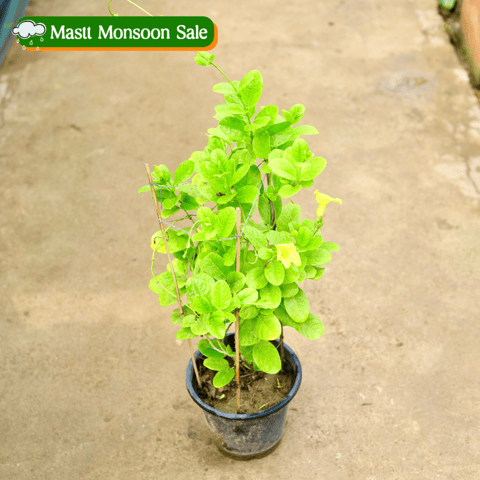 Allamanda (any colour) in 8 Inch Nursery Pot