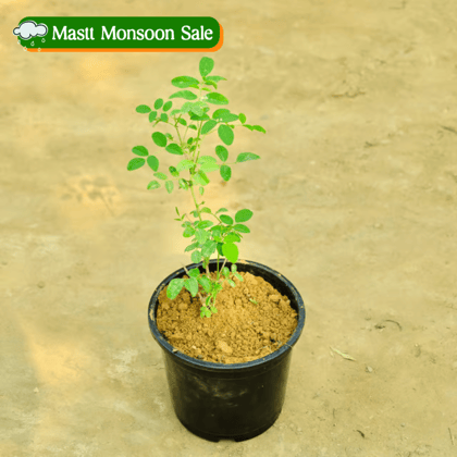 Aprajita (any colour) in 6 Inch Nursery Pot