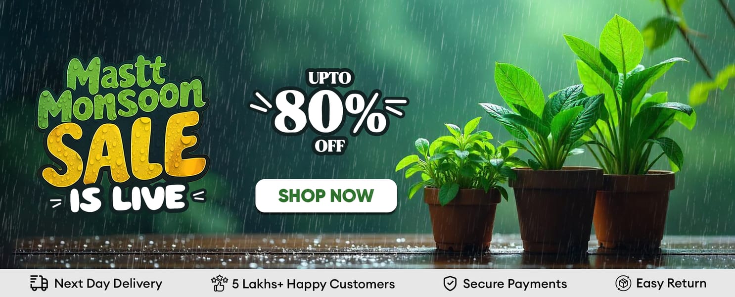 All plants