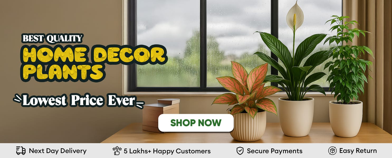 Home Decor Plants
