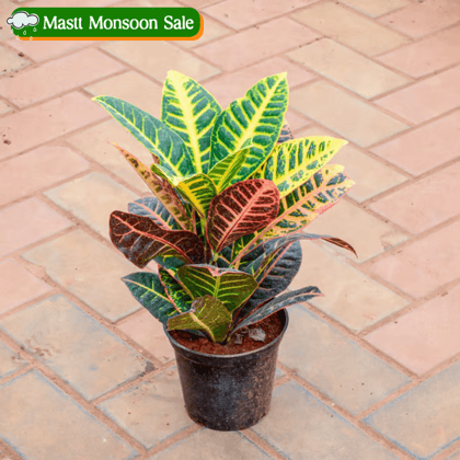 Croton Petra in 5 Inch Nursery Pot