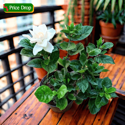 Gardenia / Gandhraaj (any colour) in 5 Inch Nursery Pot